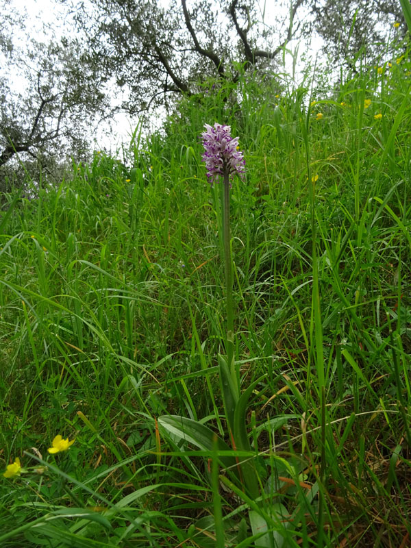 Orchis simia